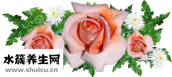 番茄玫瑰花怎么做