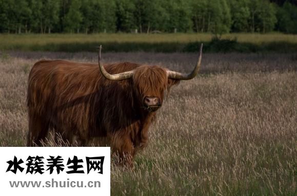 怎么做蔥爆羊肉嫩