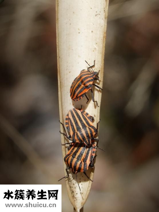 橙子怎么熱著吃