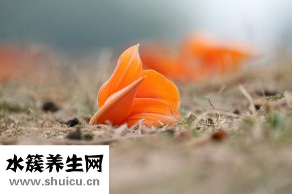 寶寶菌群失調(diào)怎么辦