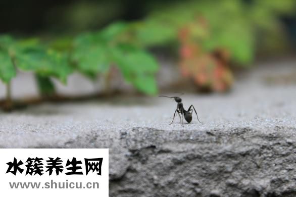 螞蟻新后怎么養