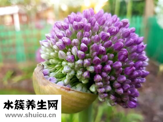 食療怎么治咳嗽