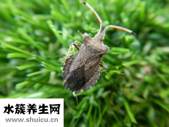 觀音竹怎么摘葉子