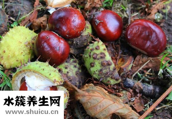 曬干的板栗怎么煮