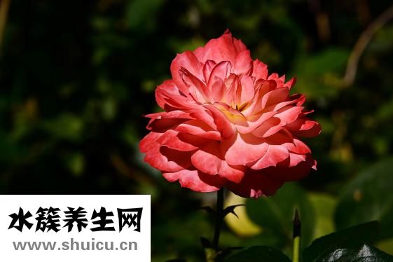 怎么知道劃破食道管