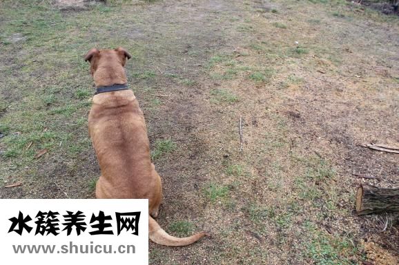 動態(tài)貓怎么設(shè)置