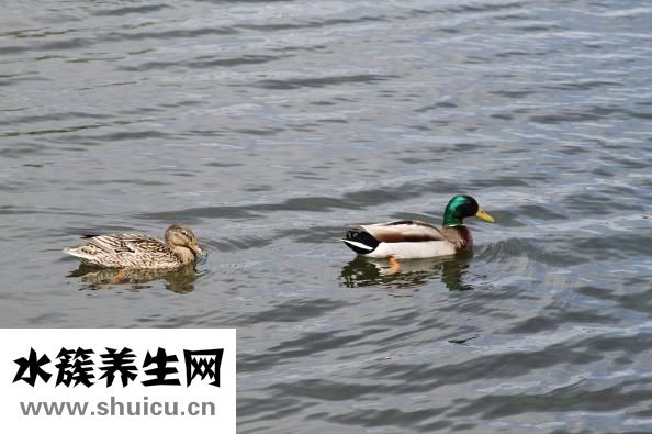 鴨子禽流感怎么治療