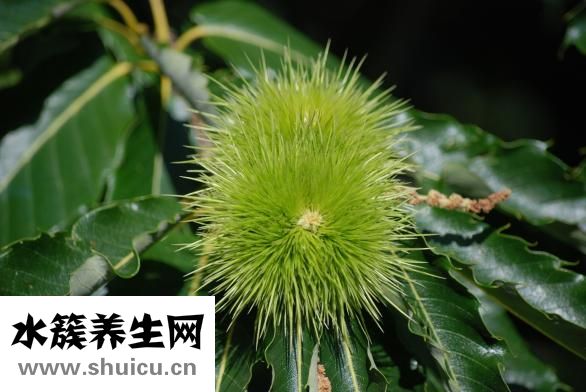 板栗刺在手里怎么辦