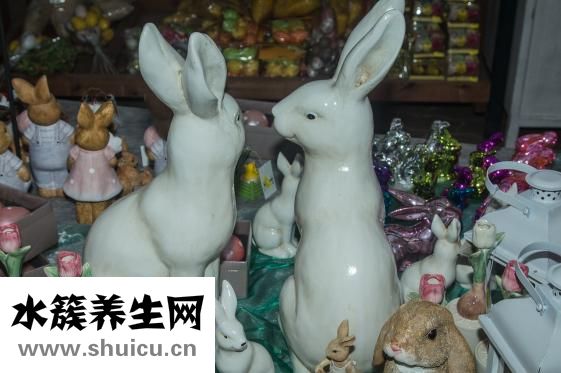 怎么和兔子玩耍