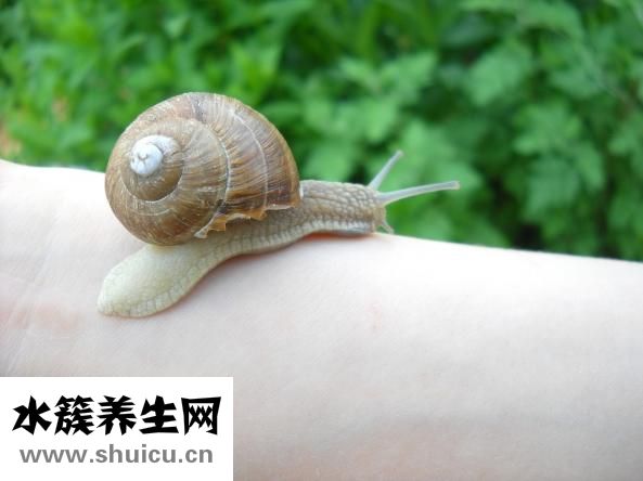 泰國蝸牛霜怎么用