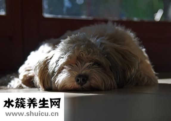 懷孕家里有貓怎么辦