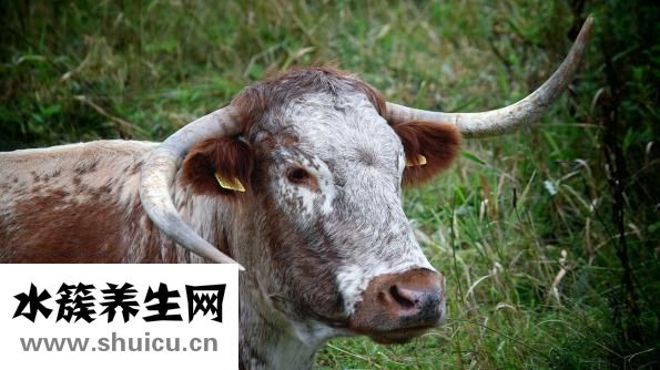 牛肉面怎么做才好吃