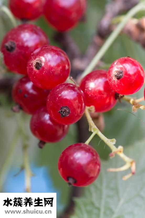 紅腰豆罐頭怎么吃