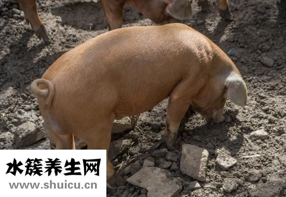 壁報(bào)怎么做