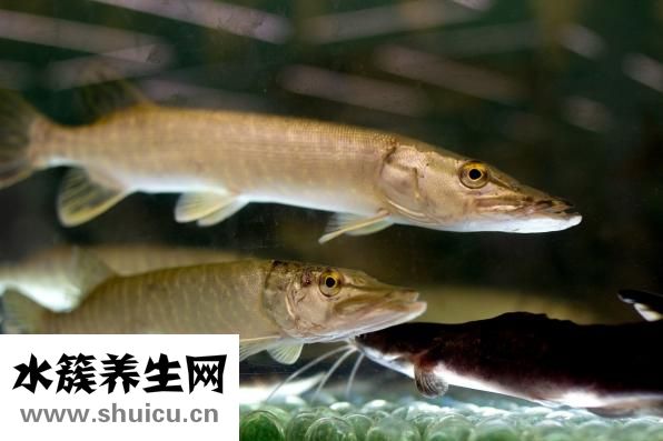 誤食蒼蠅怎么辦