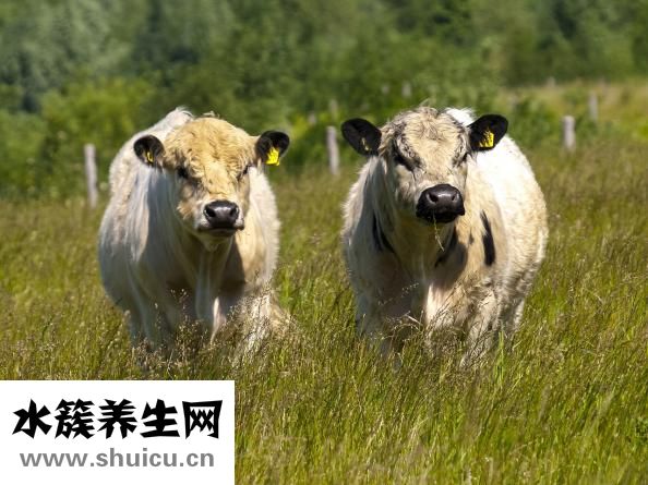 牛肉面怎么做才好吃