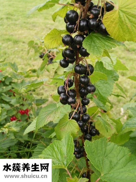 紅腰豆罐頭怎么吃