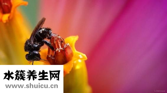 香蕉招蟲子怎么辦