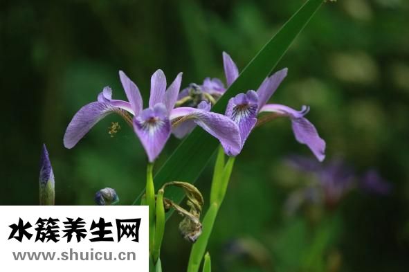 高頻耳鳴怎么治