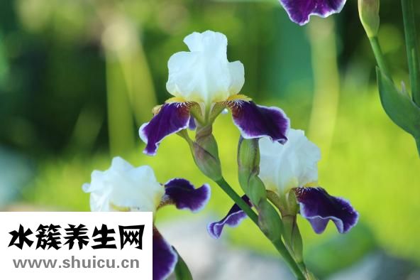 高頻耳鳴怎么治