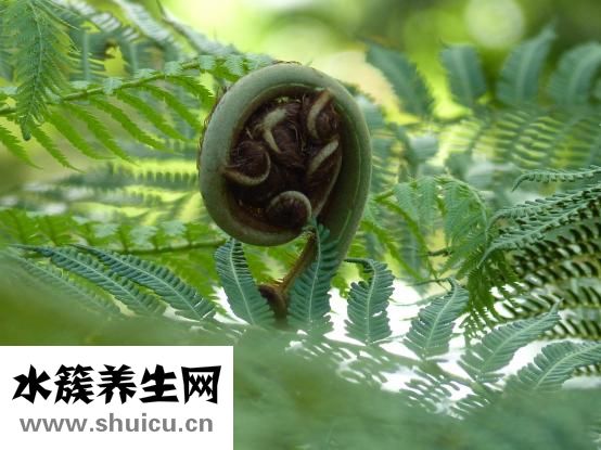 復方鋁酸鉍片怎么吃