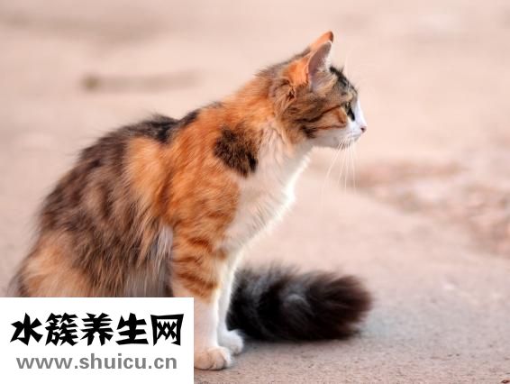 誤食蒼蠅怎么辦