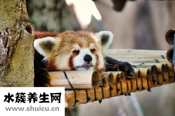 女人卵巢早衰怎么辦