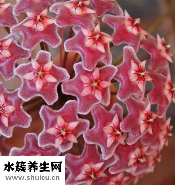 蘑菇街怎么看曬貨