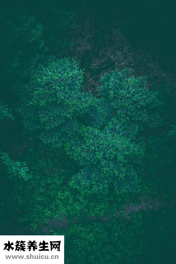 綠色餃子怎么做