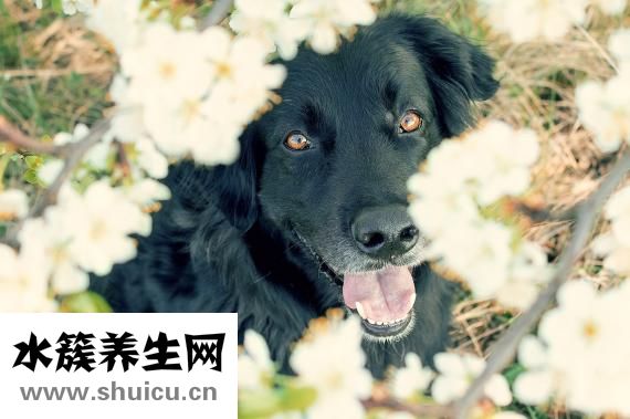 怎么識別有毒的菌子