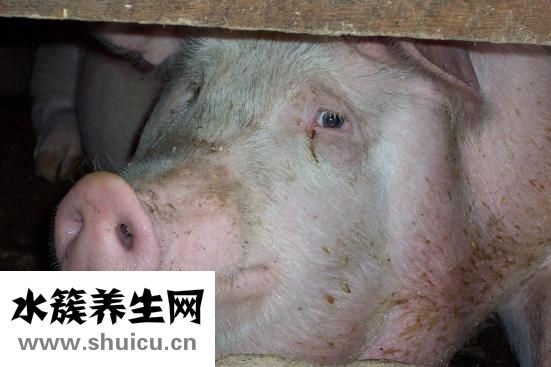 母豬便秘怎么治療