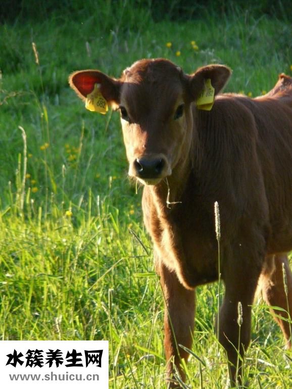 牛肉咬不動怎么辦