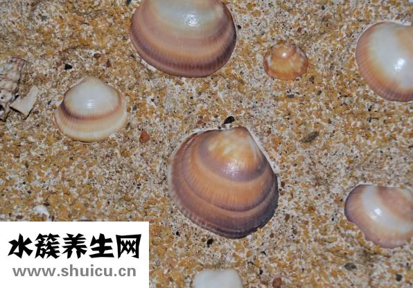 石膏牙怎么治療