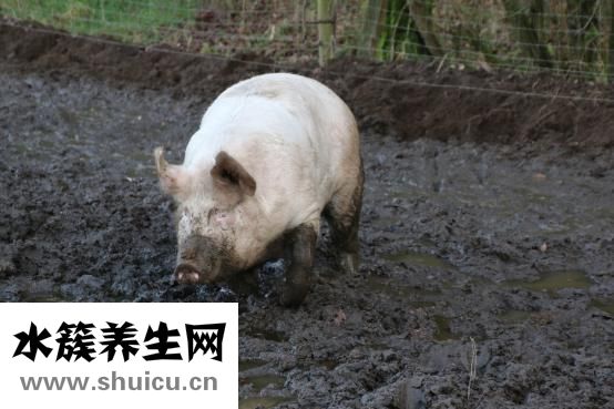 母豬便秘怎么治療