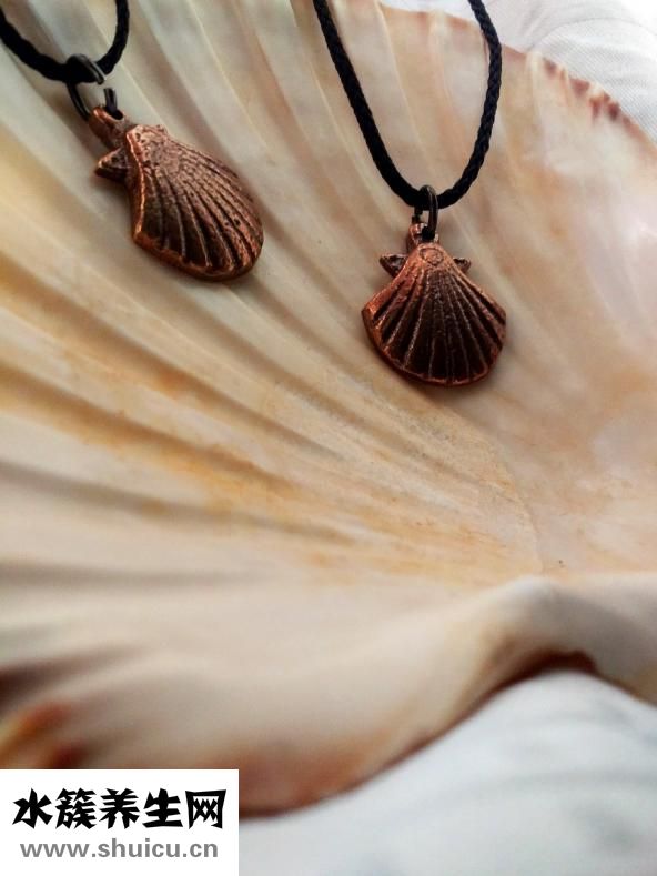 鮮扇貝怎么保存