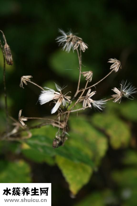 風衣袖子長了怎么辦