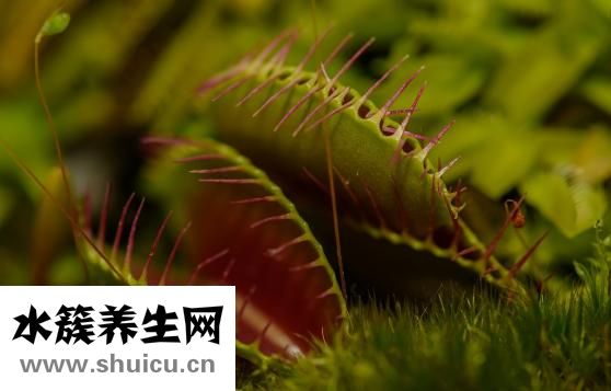 睫毛膏蒼蠅腿怎么辦