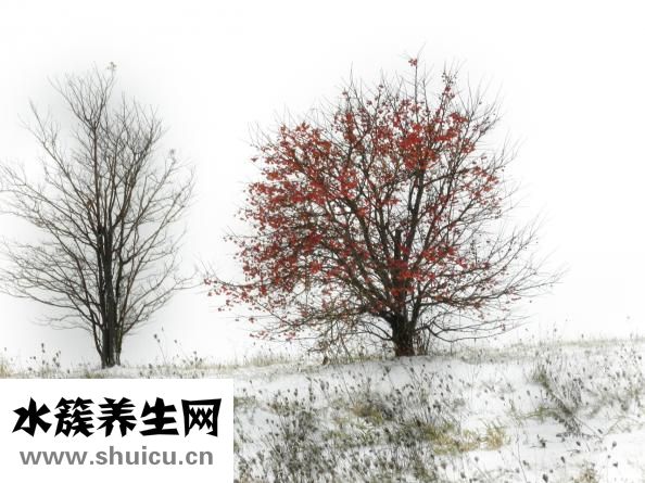 耳硬化怎么預防