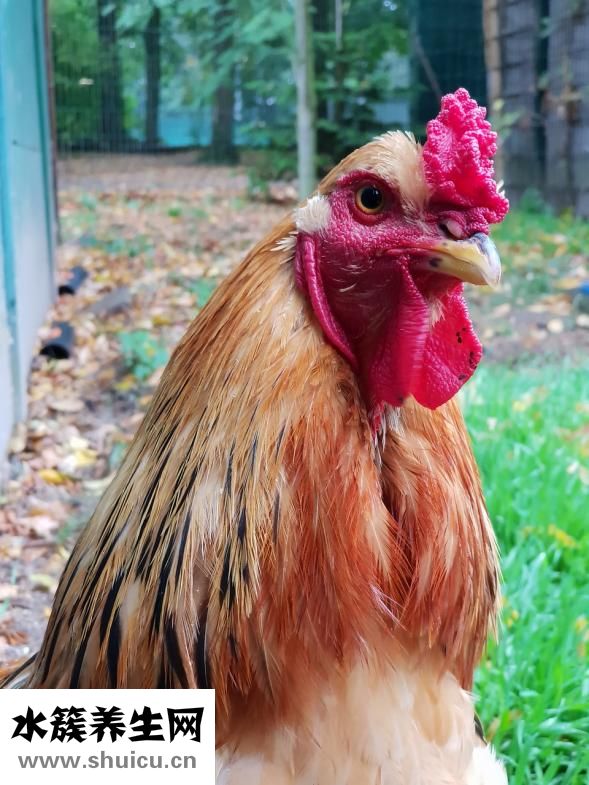 雞冠長黑斑怎么治