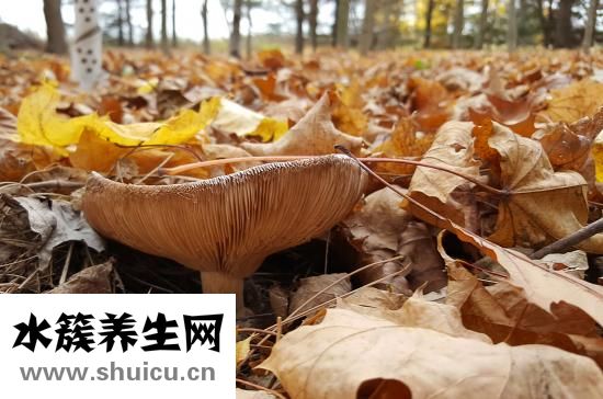 美甲片怎么卸掉