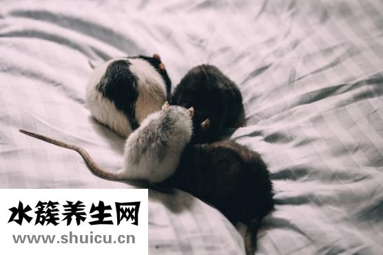 犀牛角怎么藥用