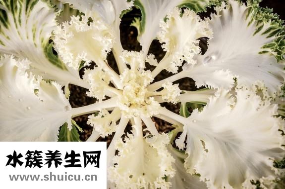 白菜爛心怎么回事