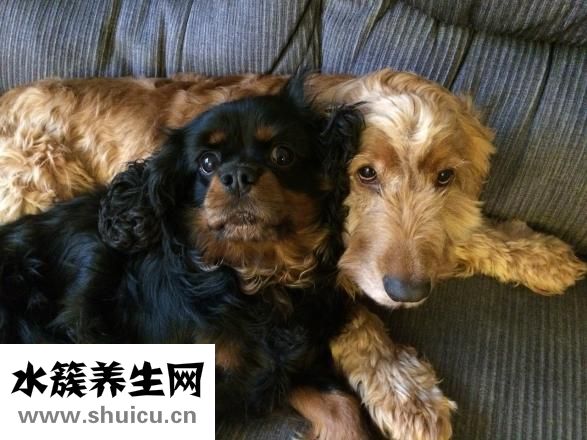 怎么看狗狗蛔蟲嗎