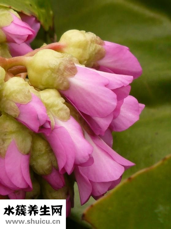 白菜爛心怎么回事