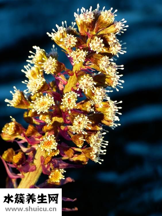 油炸糖包怎么做