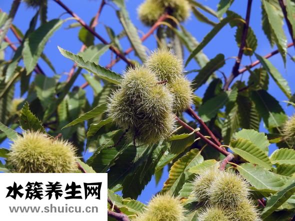 板栗有蟲怎么辦