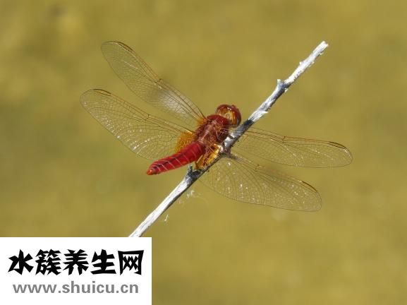 臀部毒瘡怎么回事