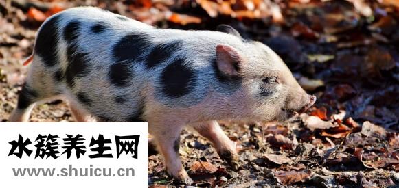 母豬便秘怎么治療