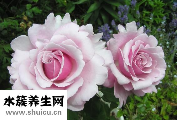 裂頭蚴怎么治療