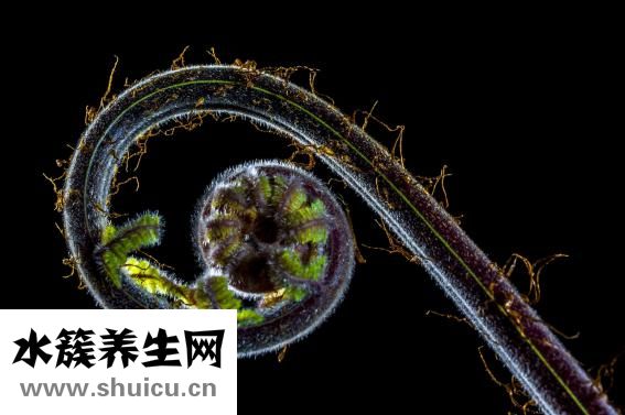 黑竹筍怎么泡發(fā)